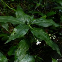 Pollia secundiflora (Blume) Bakh.f.